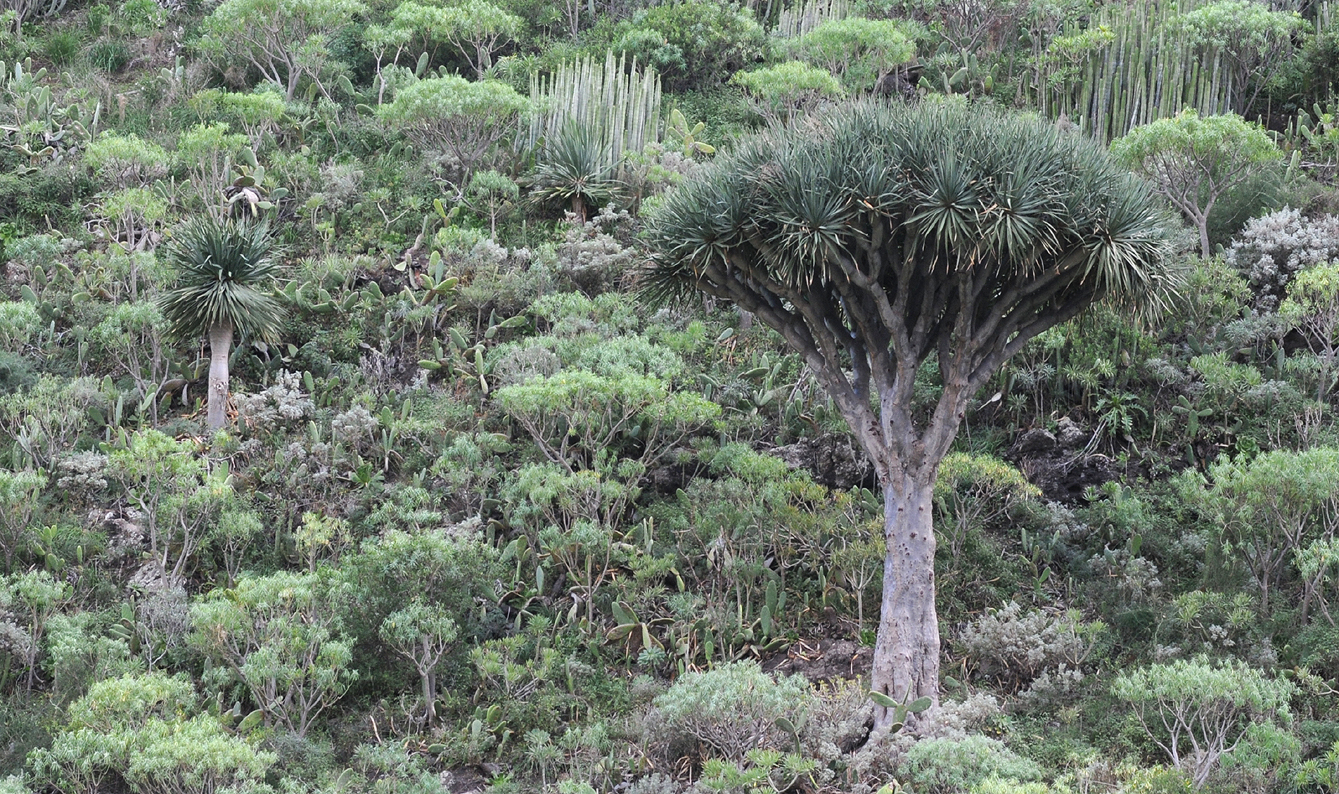Dracaena draco. Young and old.