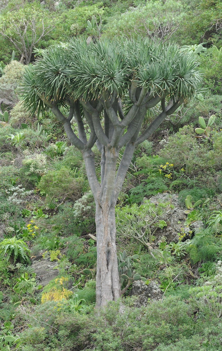 Dracaena draco