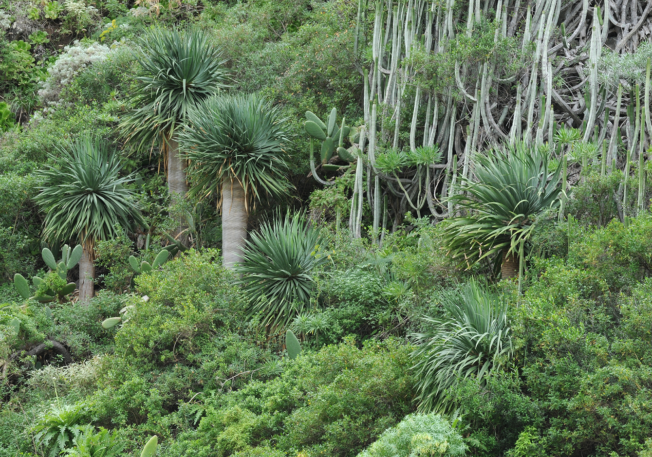 Dracaena draco.Young trees.