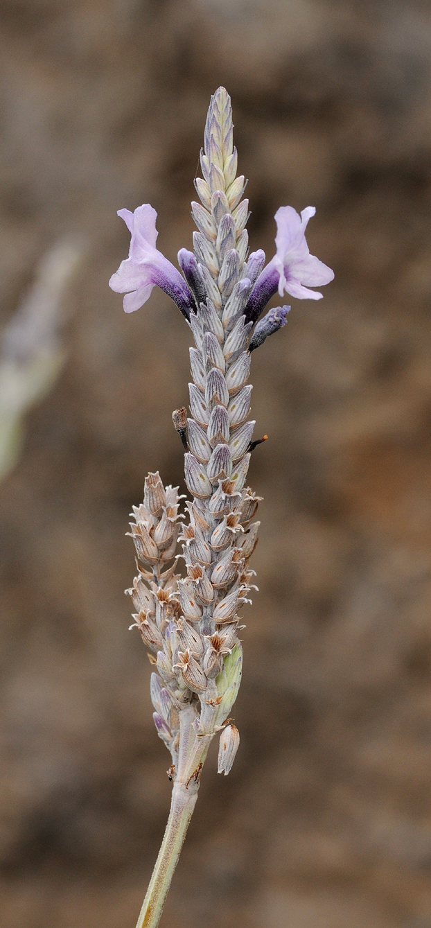 Lavandula buchii. Close-up.