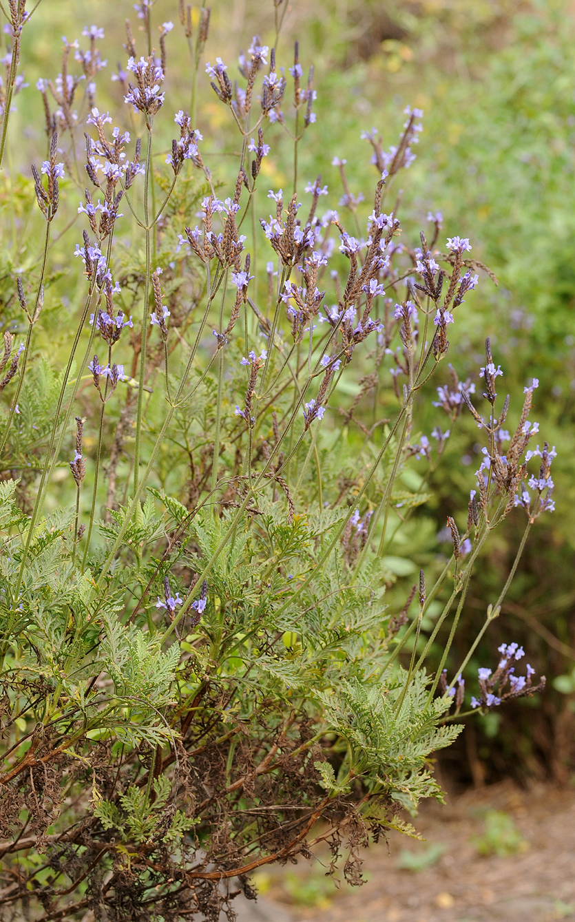 Lavandula canariensis