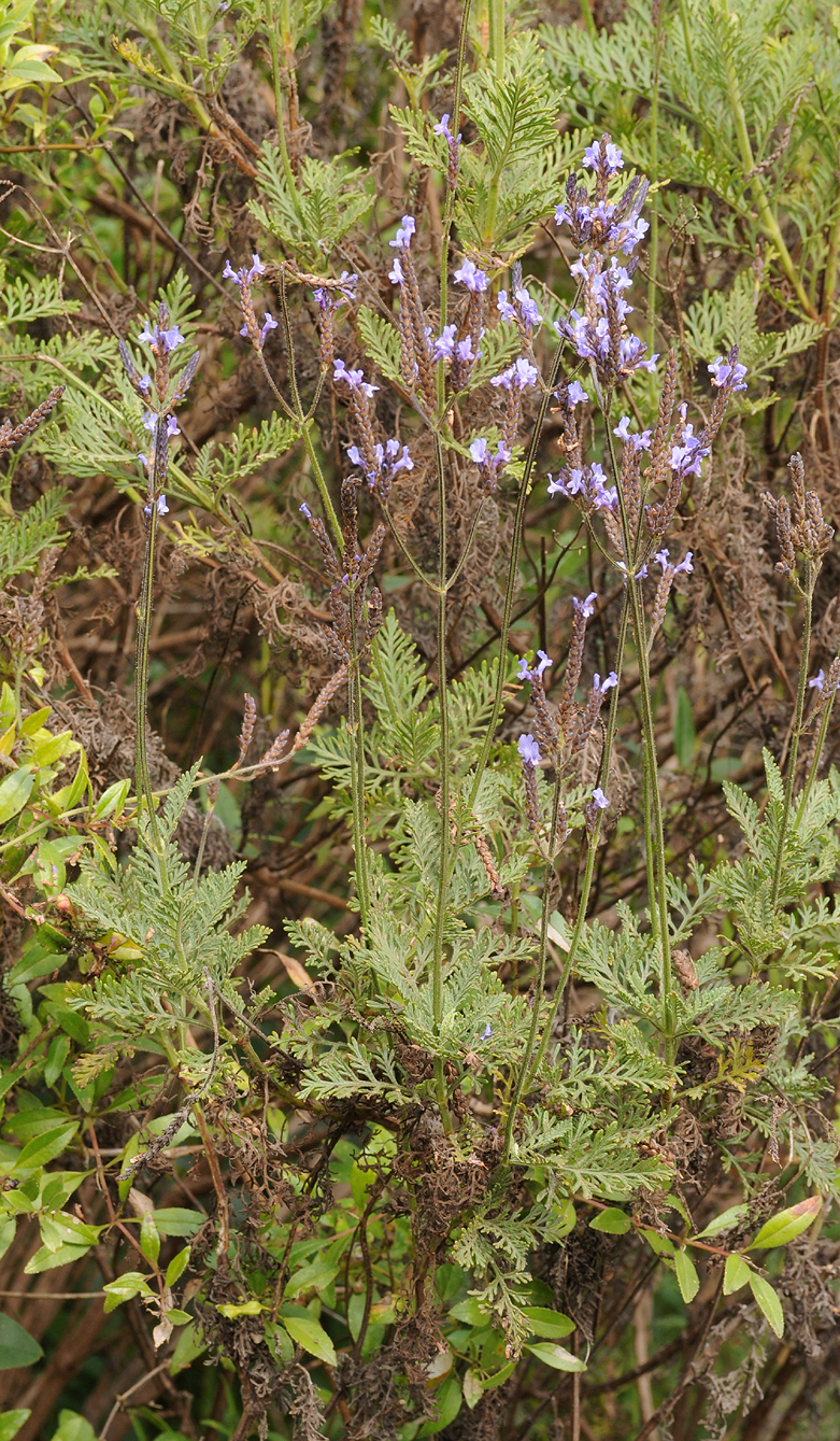 Lavandula canariensis.2.jpg