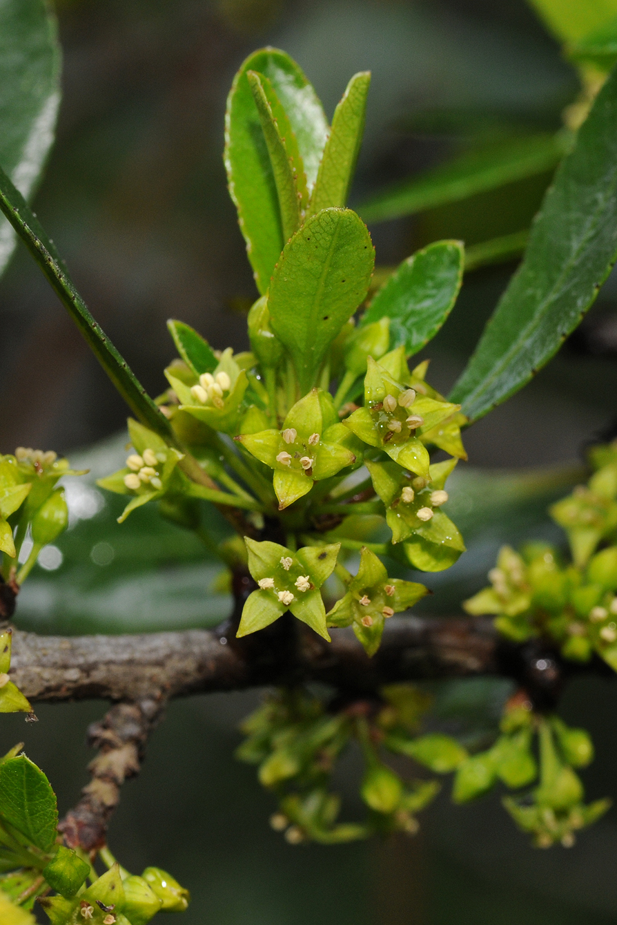 Rhamnus crenulatus. Close-up.