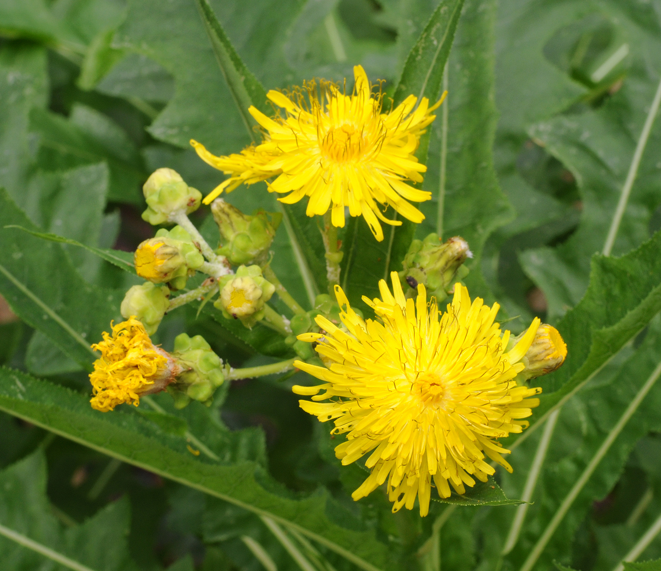 Sonchus congestus. Closer.