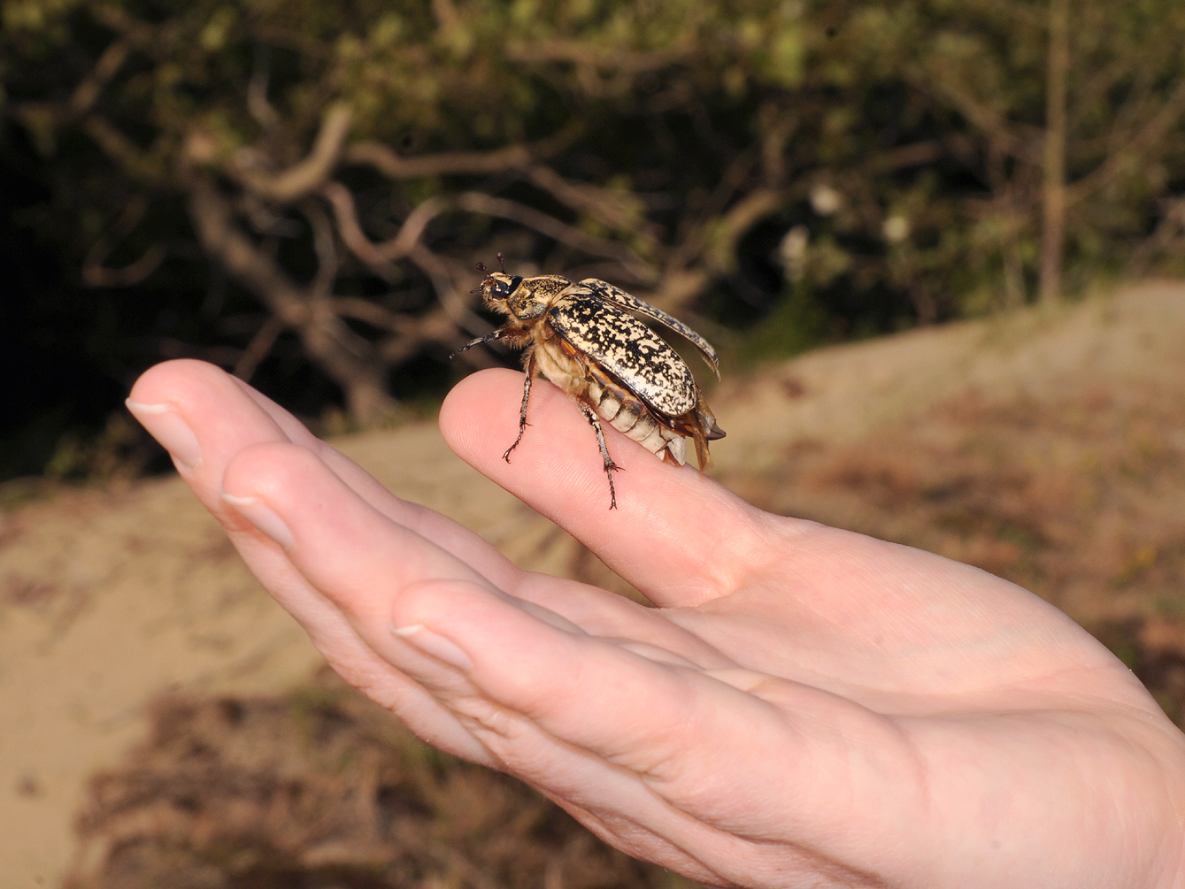 Polyphylla fullo. Female. On hand.