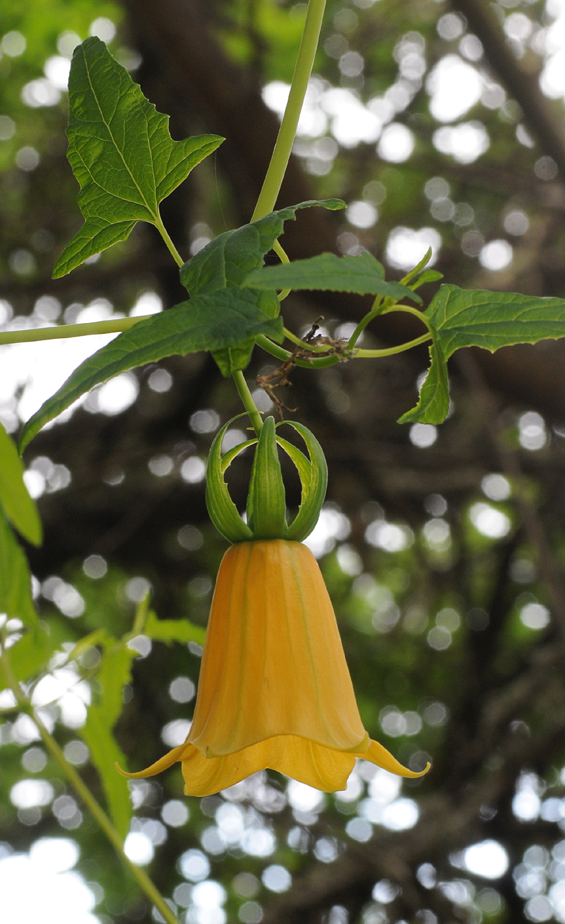Canarina canariensis Yellow form. Closer.