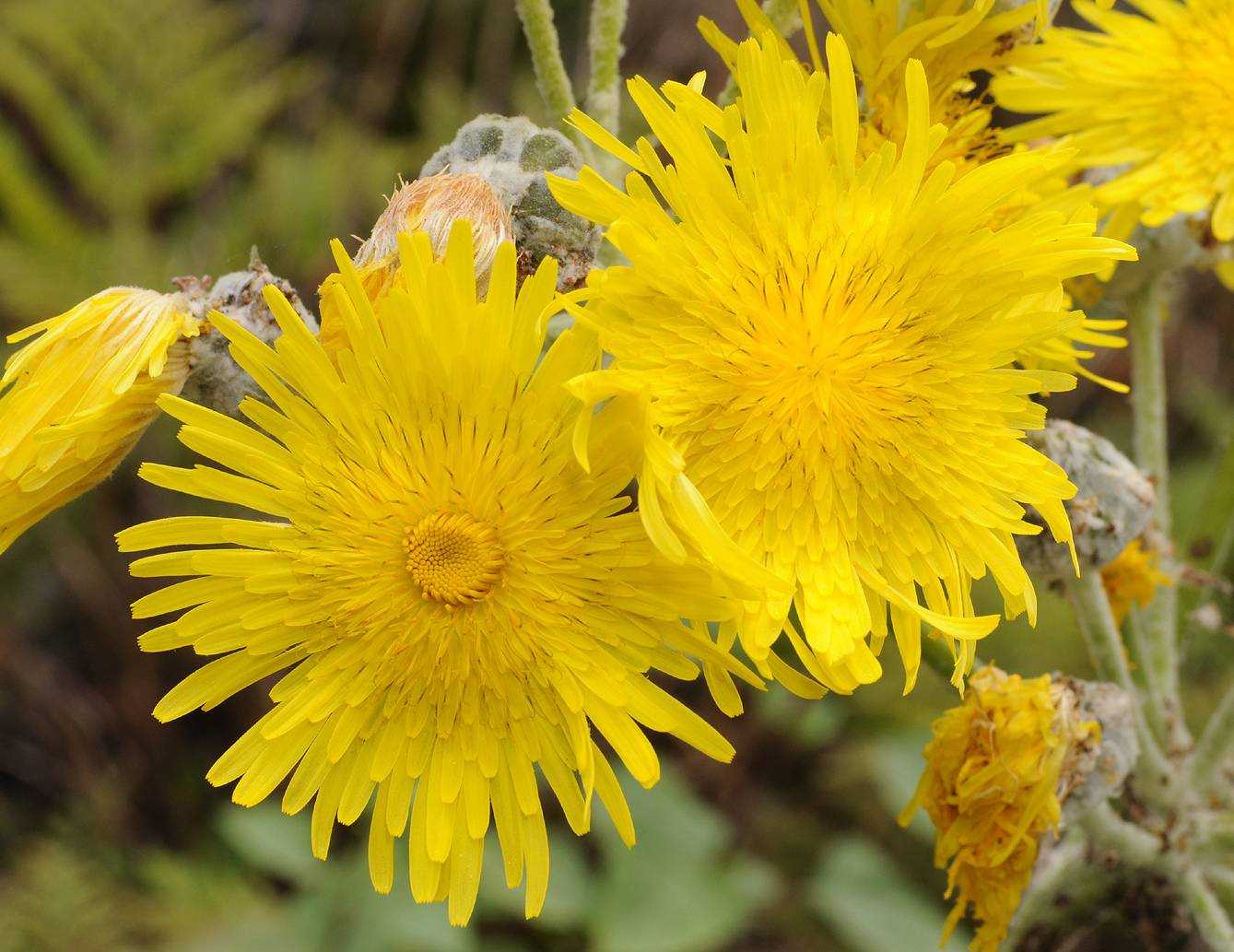 Sonchus acaule. Close-up.