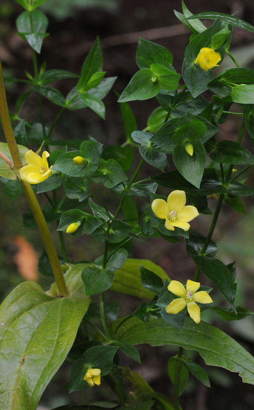 Ixanthus viscosus