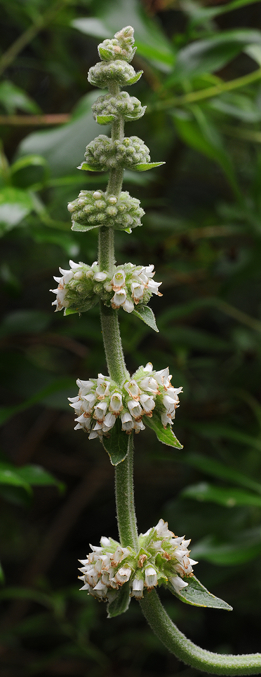 Sideritis macrostachys. Closer.jpg