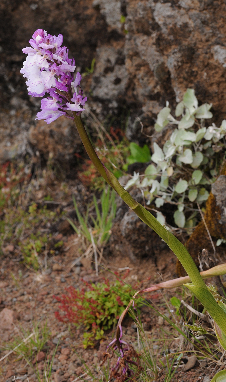 Orchis mascula ssp. scopulorum. Closer.4.jpg