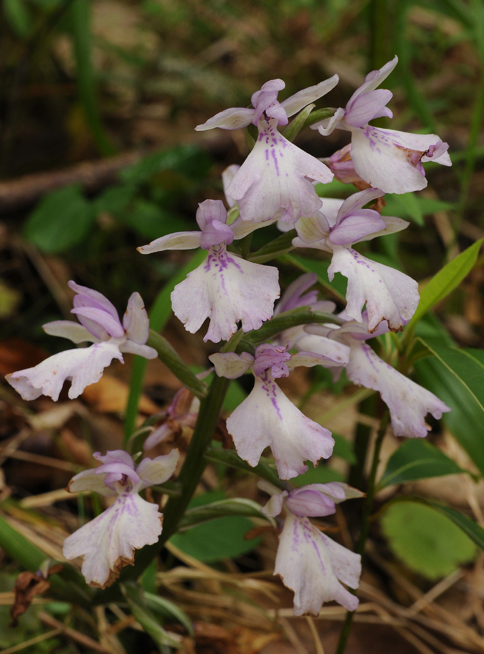 Orchis mascula ssp. scopulorum. Forest form. Closer.jpg