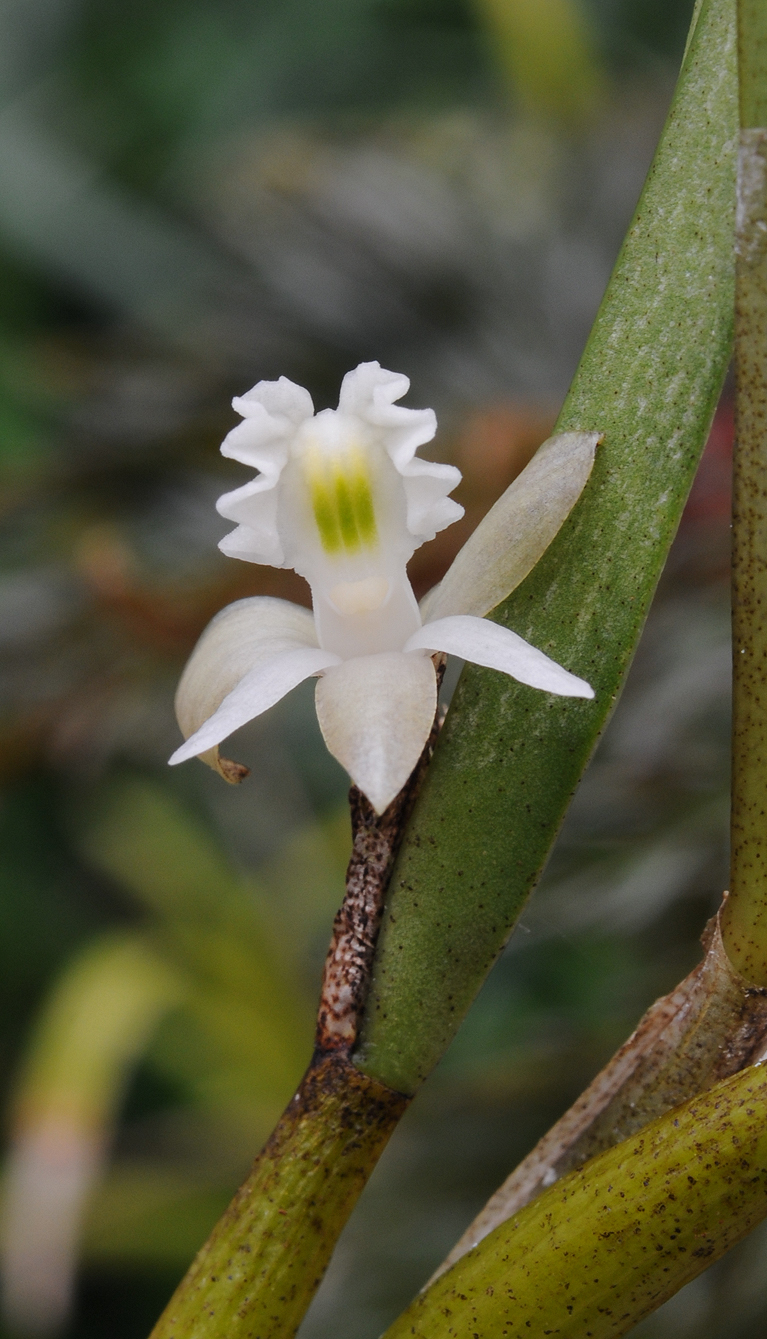 Dendrobium kruizingae. Close-up.