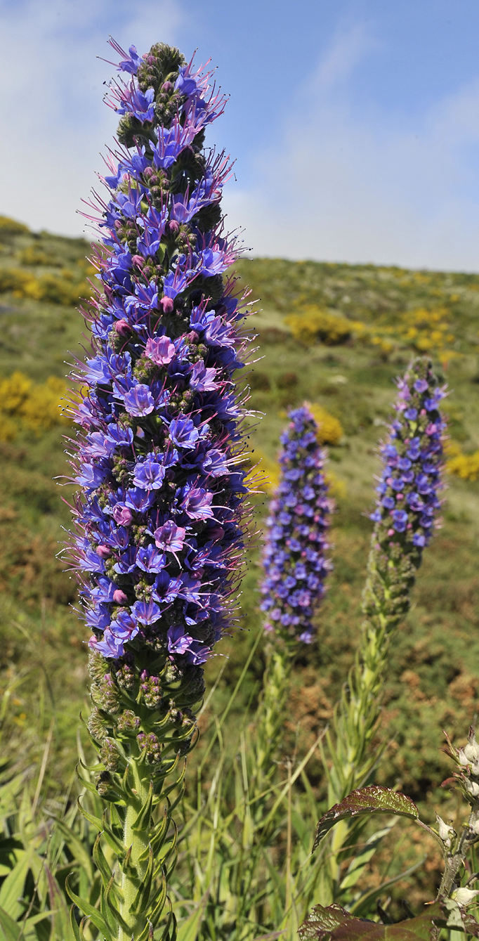 Echium candicans. Closer.2.jpg