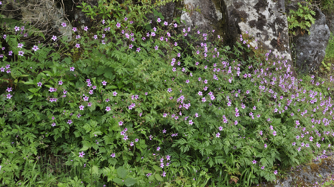 Geranium palmatum.jpg
