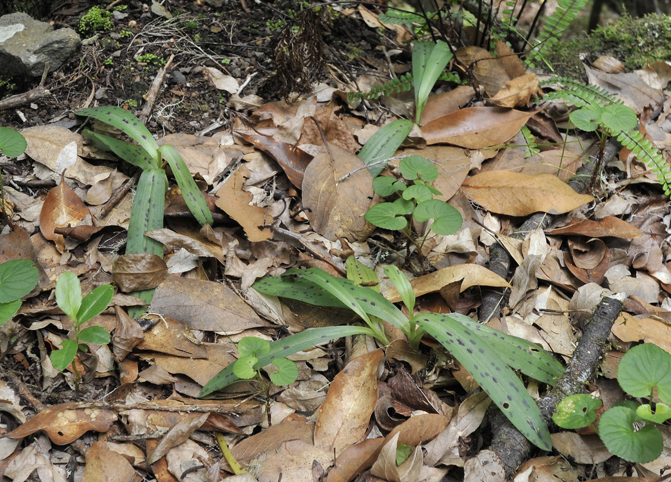 Neotinea maculata.jpg
