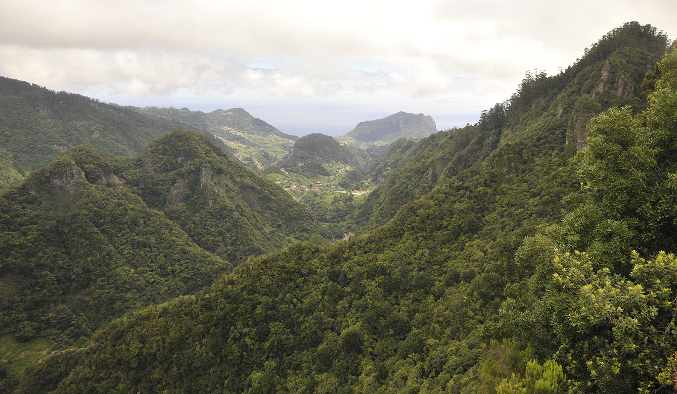 Laurel forest.2.jpg