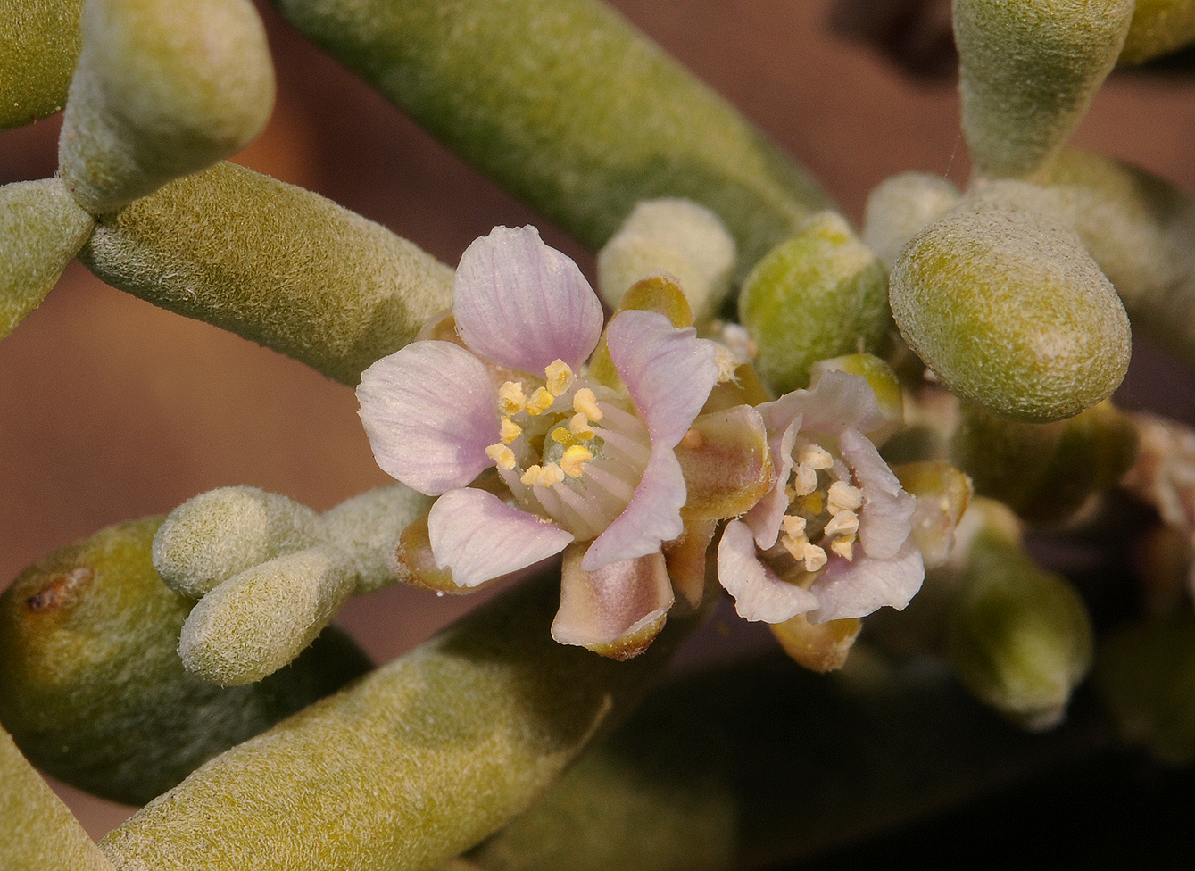 Tetraena fontanesii. Close-up.jpg