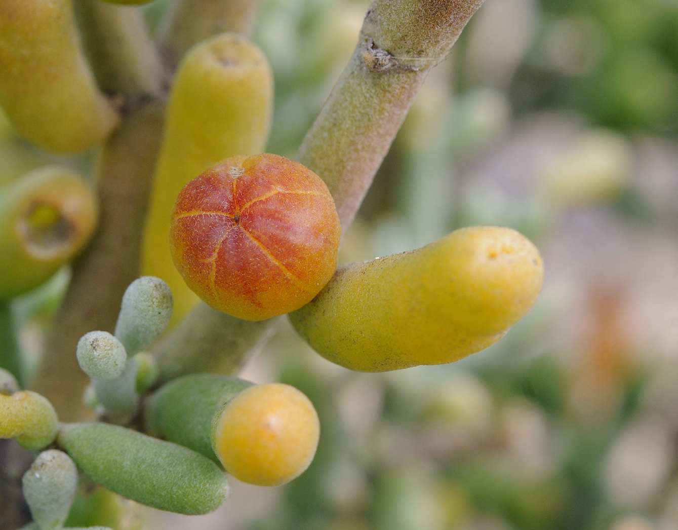 Tetraena fontanesii. Fruit.jpg