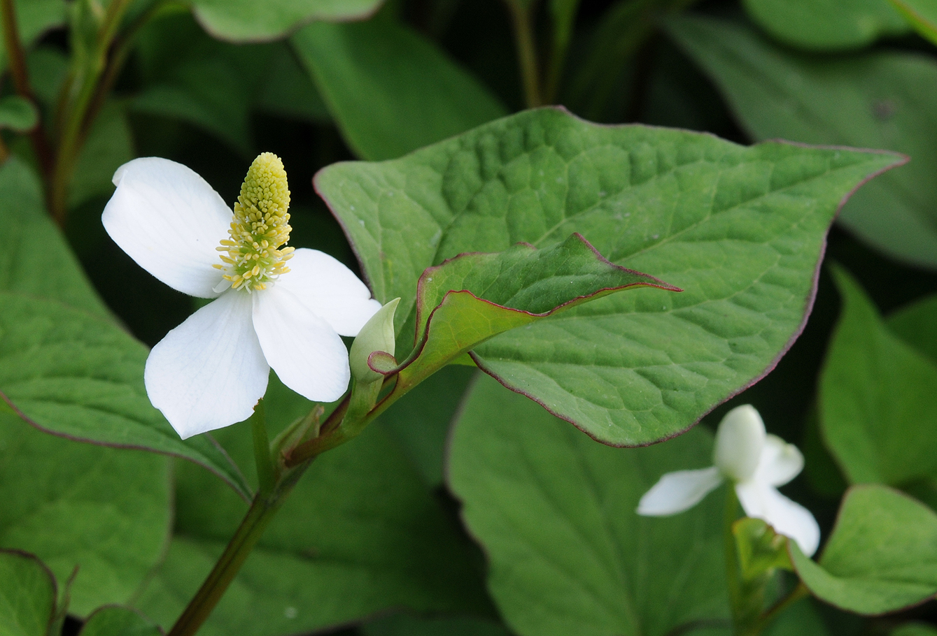 Houttuynia cordata