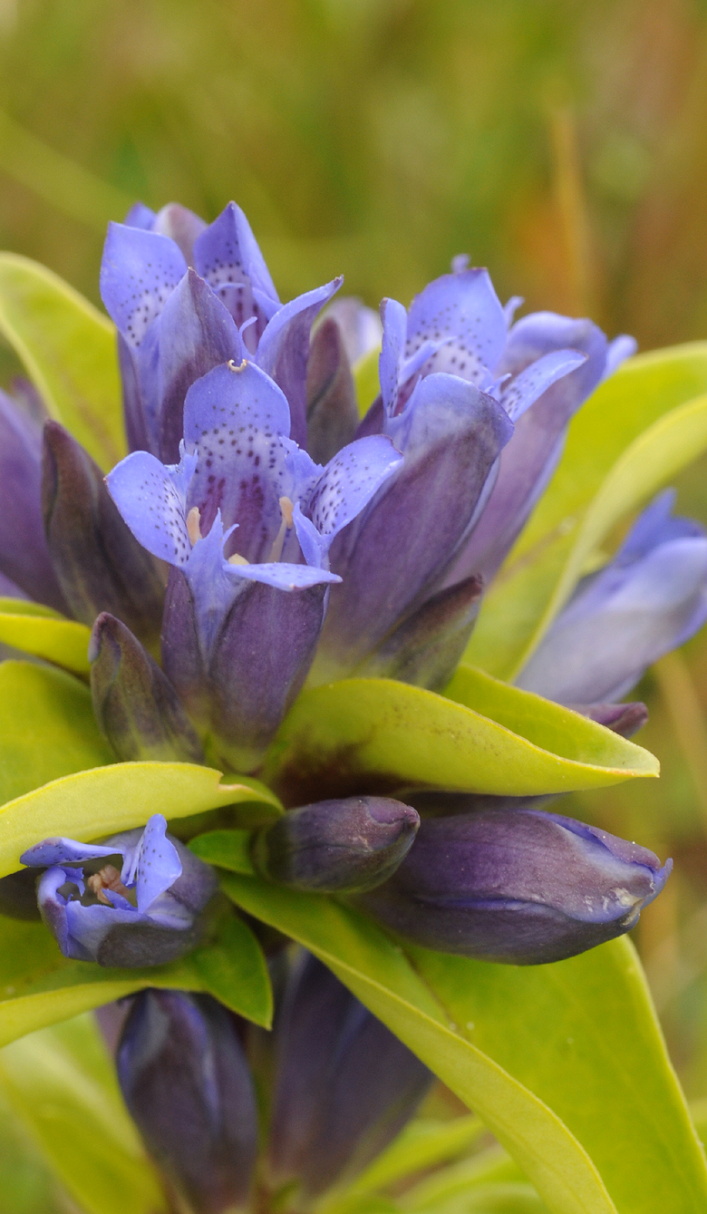 Gentiana cruciata. Close-up.