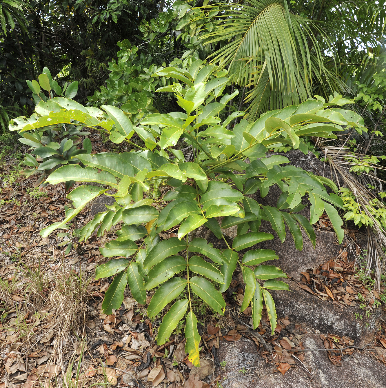 Polyscias_crassa.2.jpg