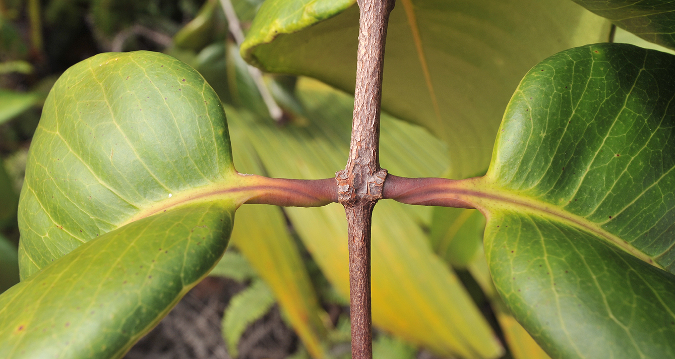 Syzygium wrightii. Petioles.