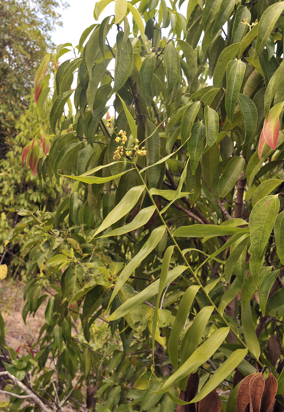 Flagellaria indica