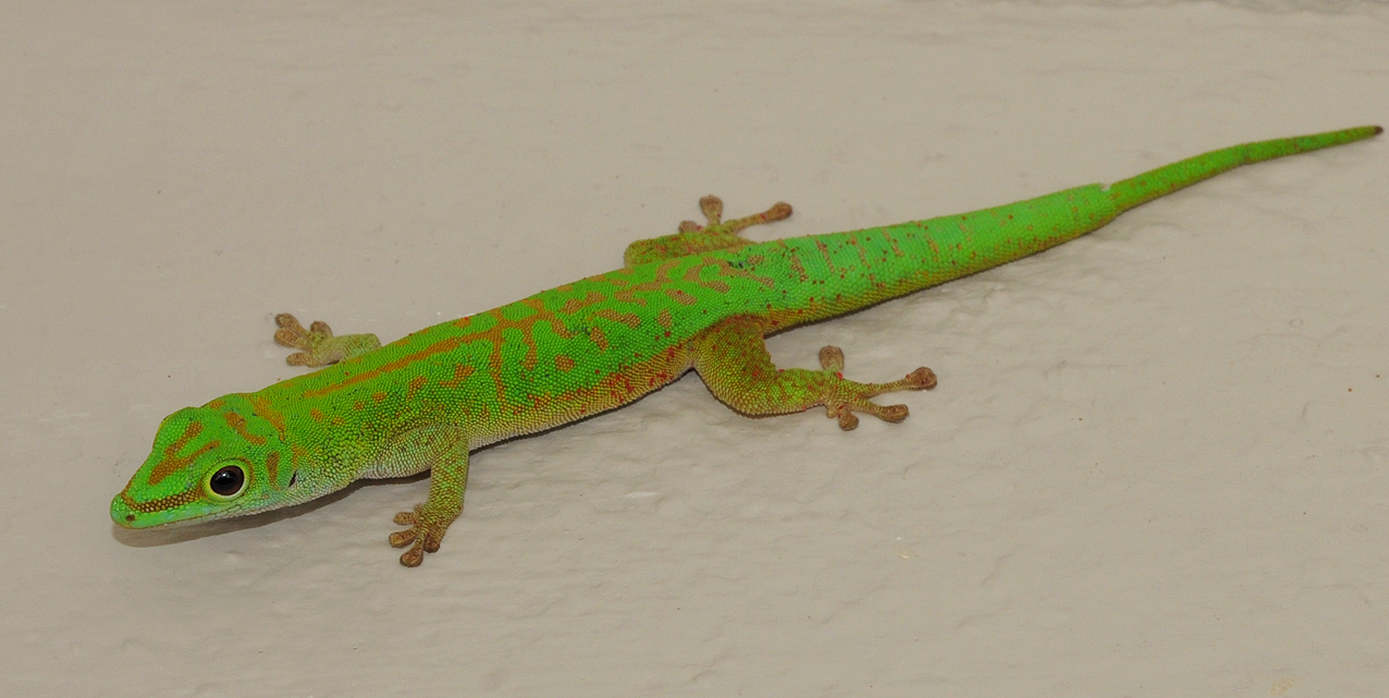 Phelsuma astriata semicarinata