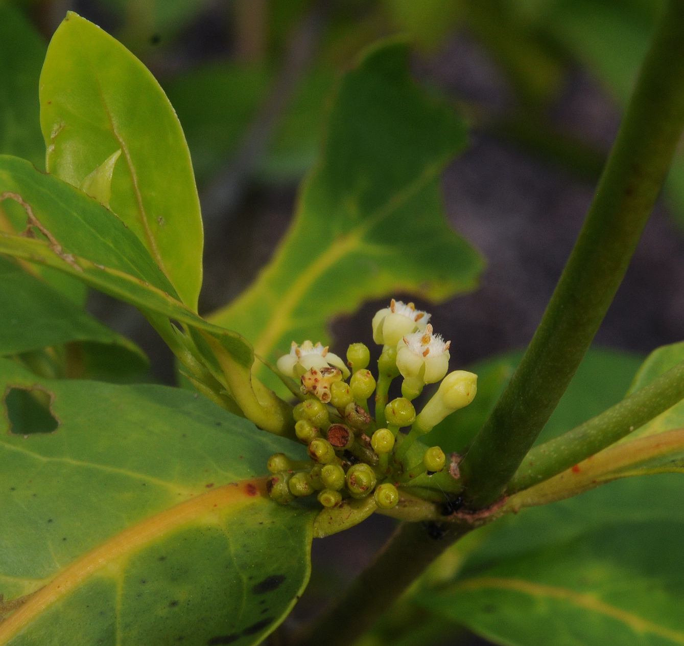Pyrostria bibracteata. Close-up.