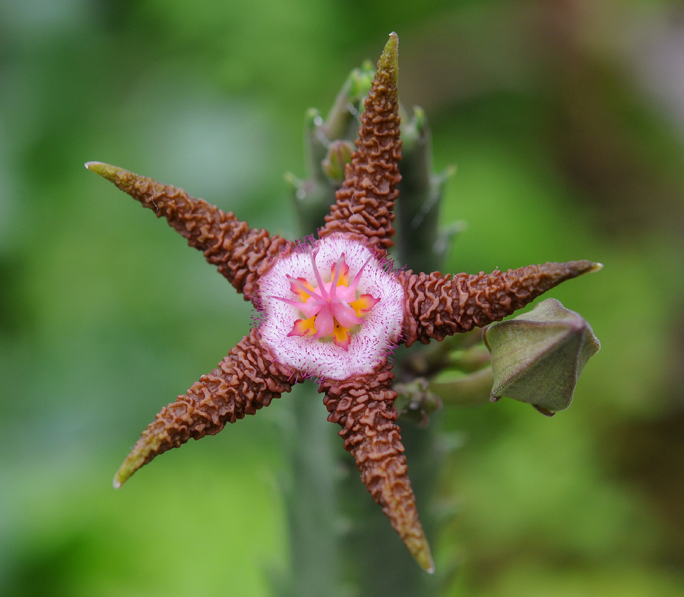 Stapelia_flavopurpurea_4._Closeup.5.jpg