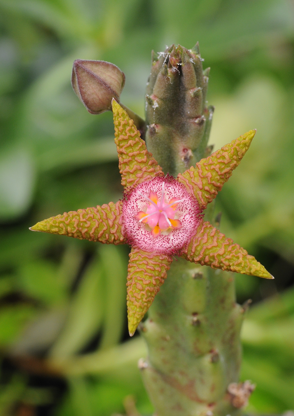 Stapelia_flavopurpurea_5.5.jpg