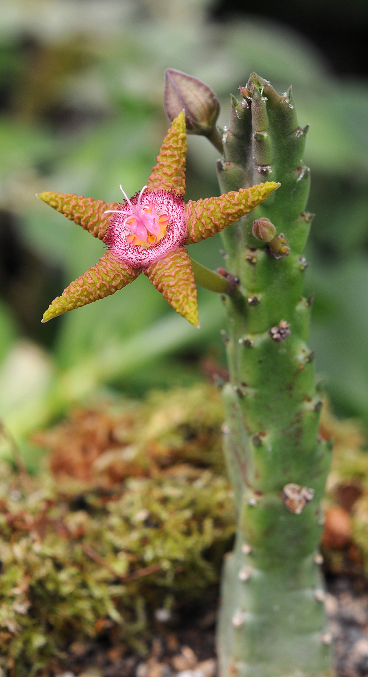 Stapelia_flavopurpurea_5.6.jpg