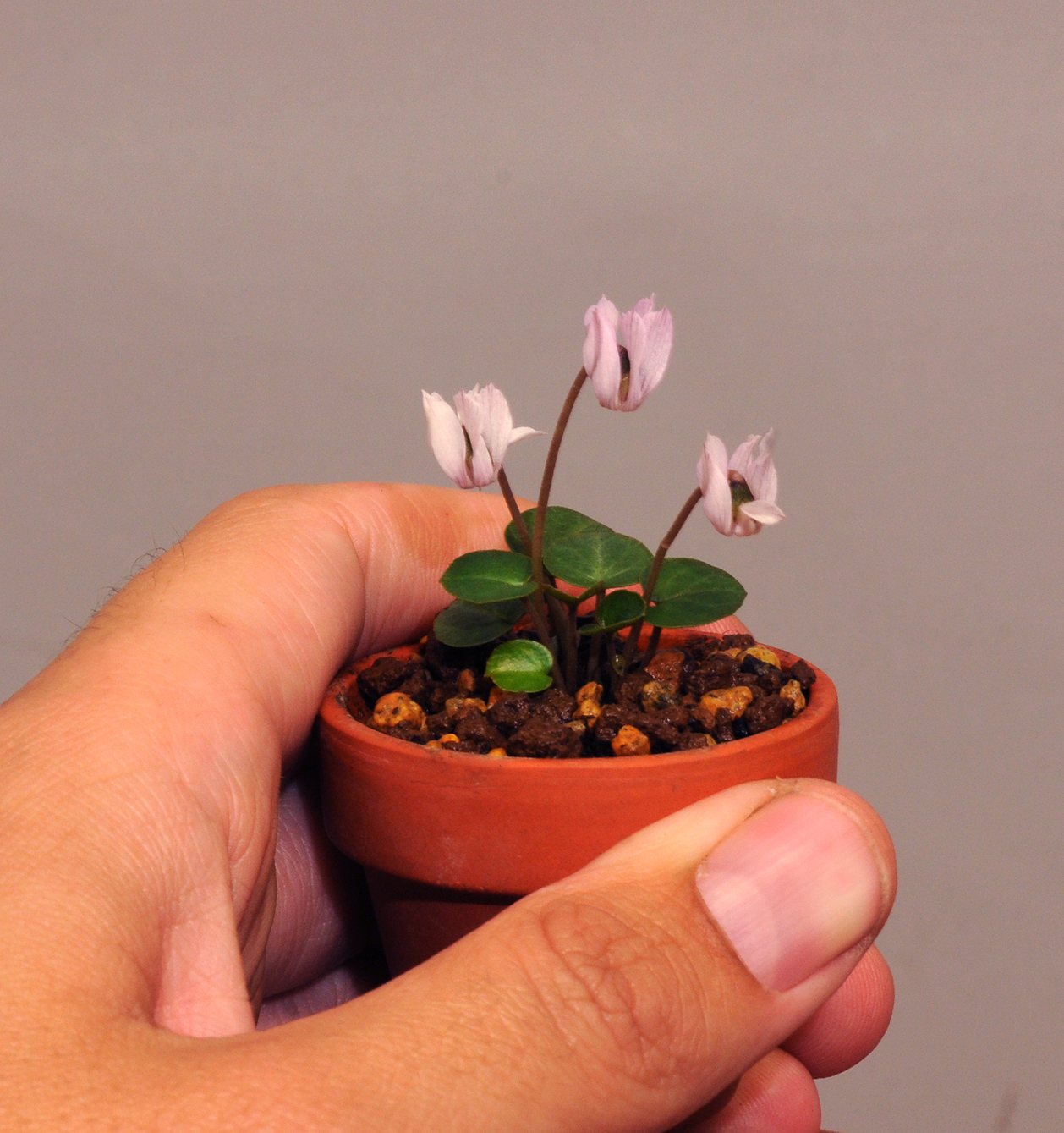 Cyclamen_intaminatum.4.jpg