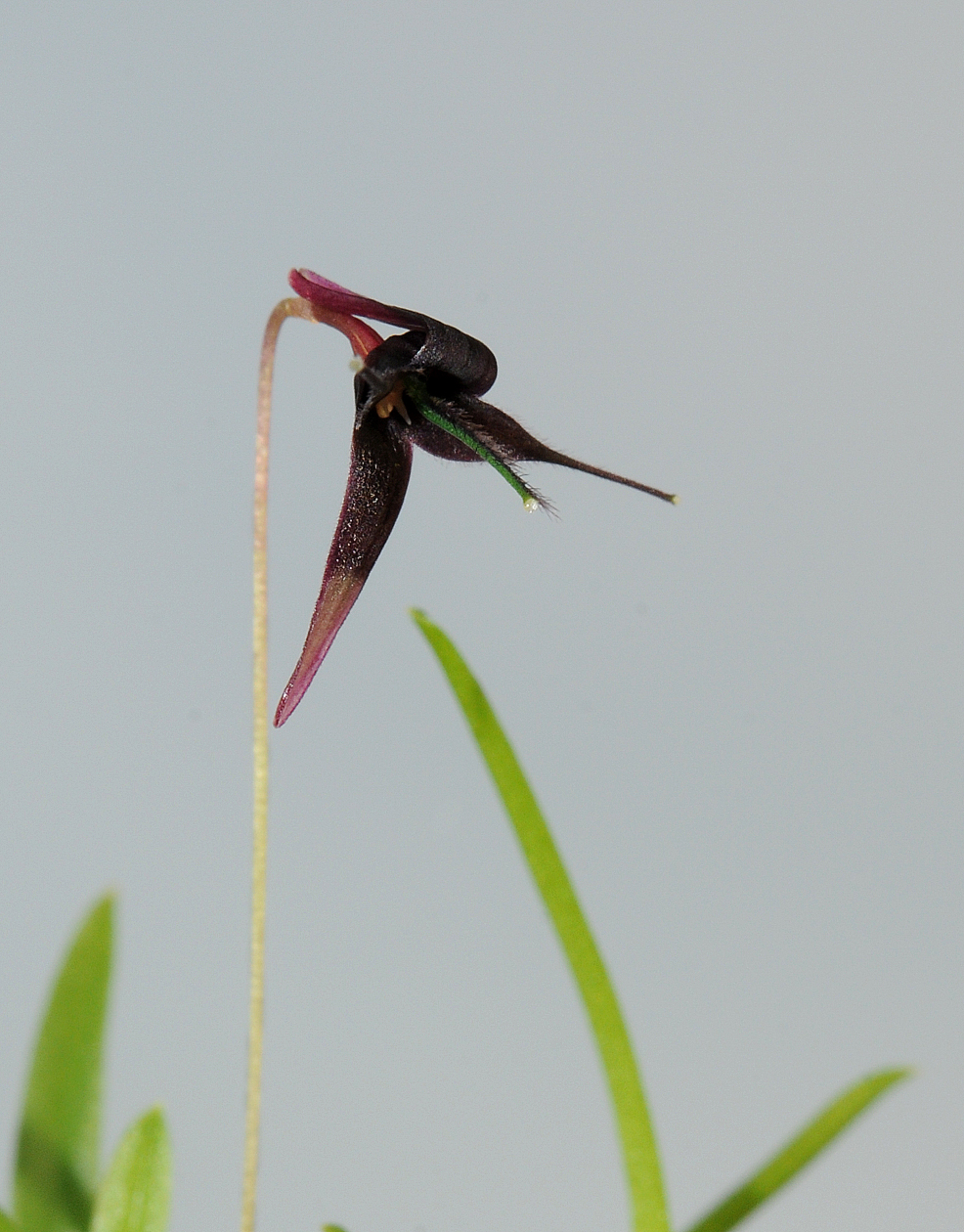 Bulbophyllum_tentaculiferum._Closeup.jpg