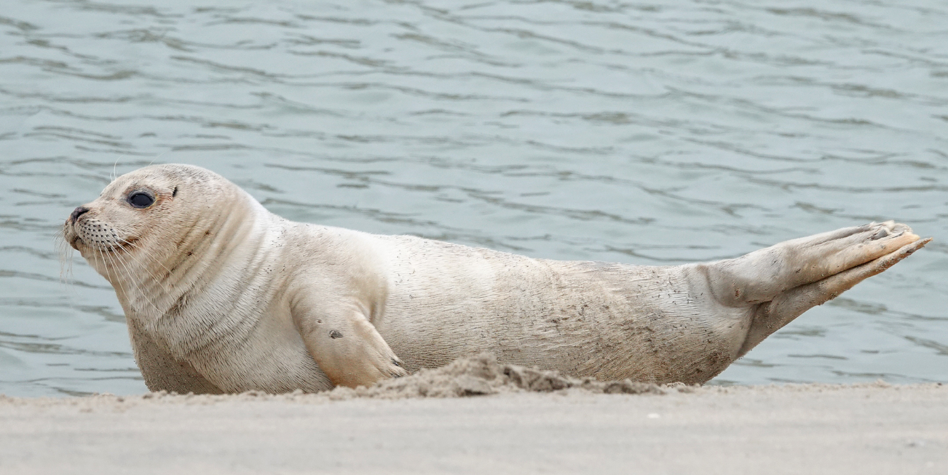 Zeehond.jpg