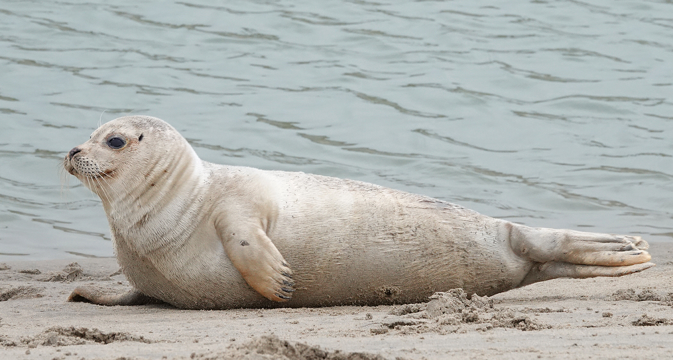 Zeehond.2.jpg