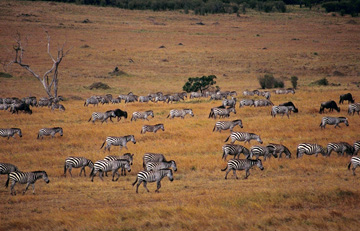 Kenya and Tanzania 1996