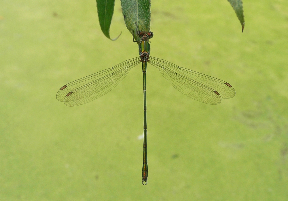 Willow Emerald