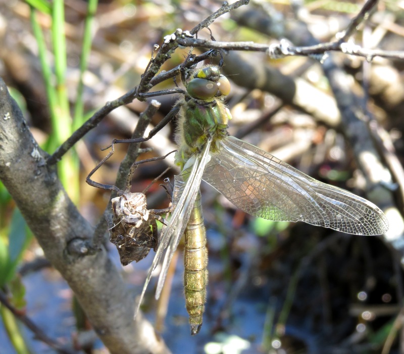 Freshly emerged Male Brilliant Emerald, Loch Bran, Stratherrick, Highland, Scotland