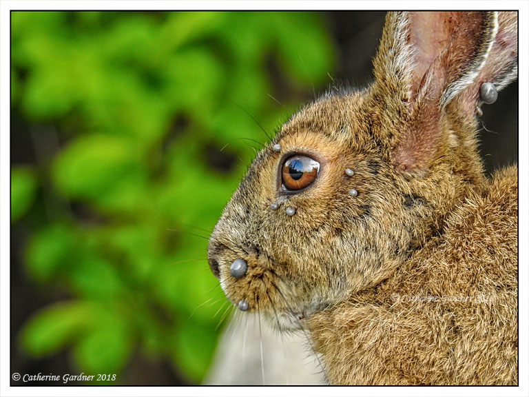 Snowshoe Hare With Ticks