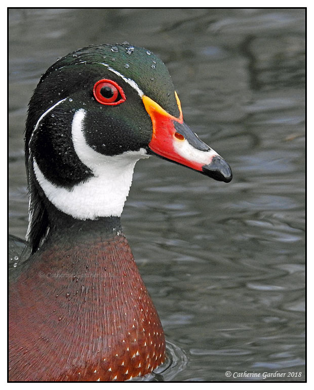 Wood Duck (M)