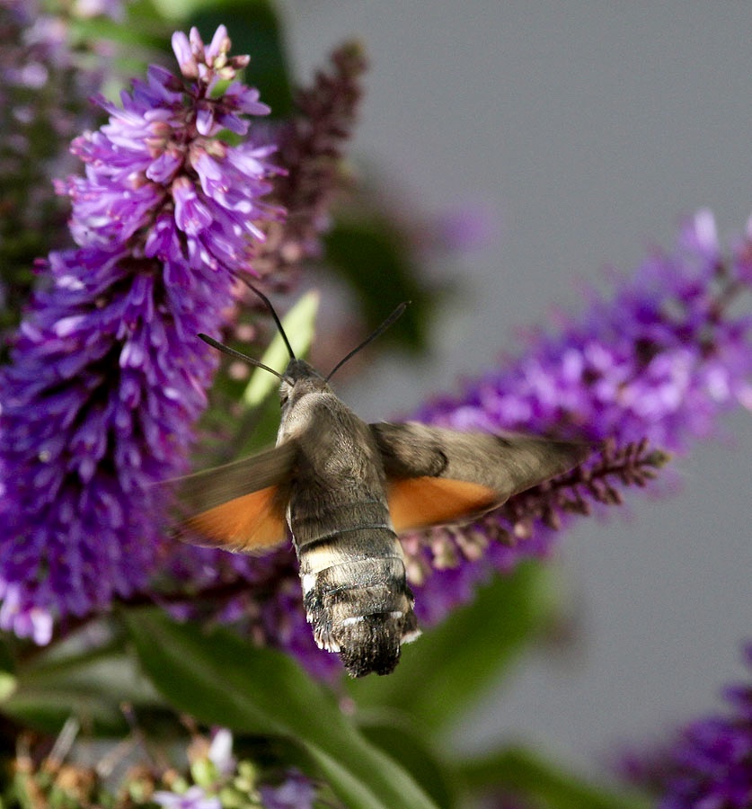 Taubenschwnzchen / Hummingbird Hawkmoth