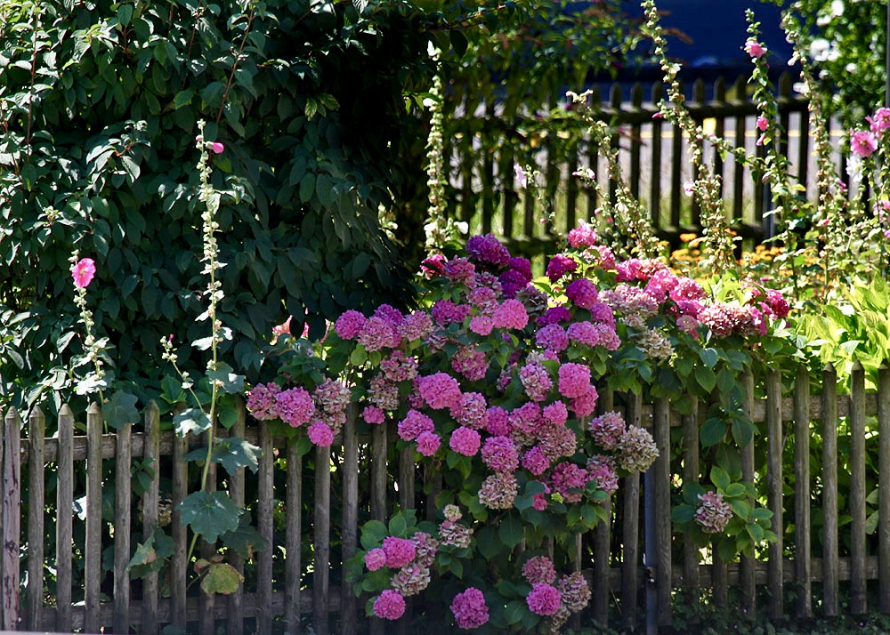 Hydrangeas