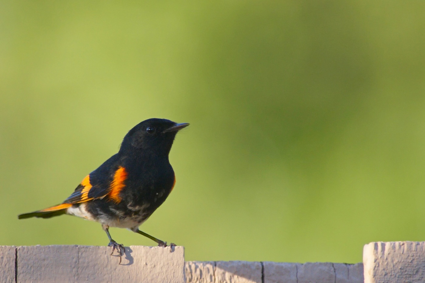 American redstart