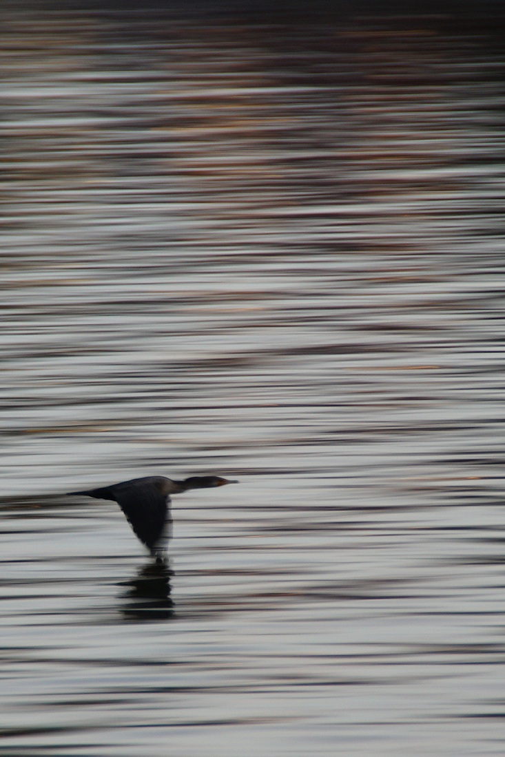 Flying cormorant abstract