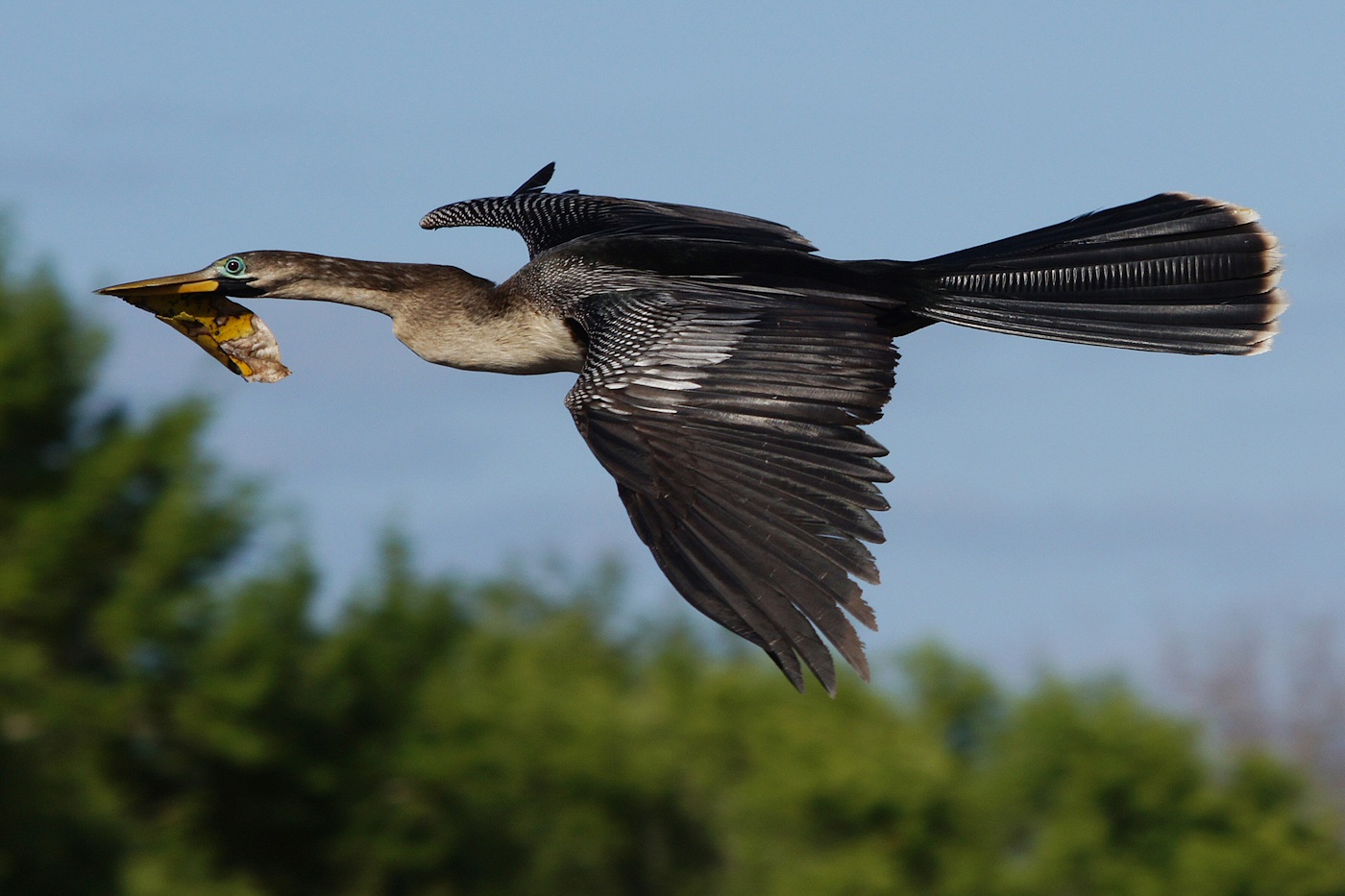 Anhinga flying by