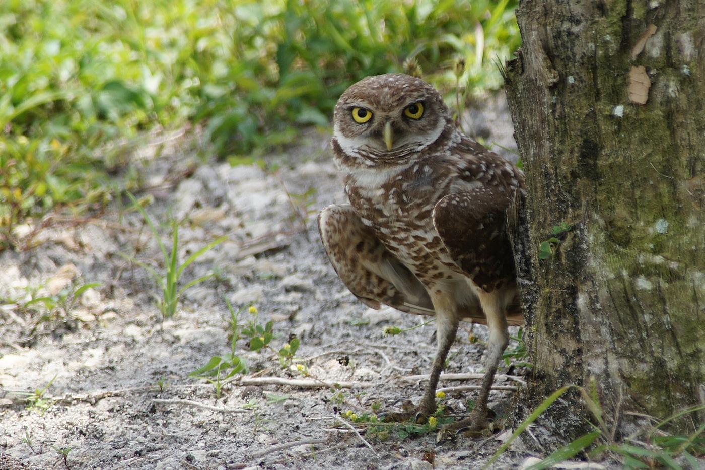 Burrowing owl