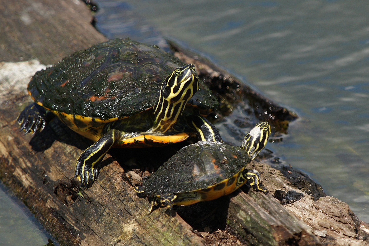 Baby turtle and momma