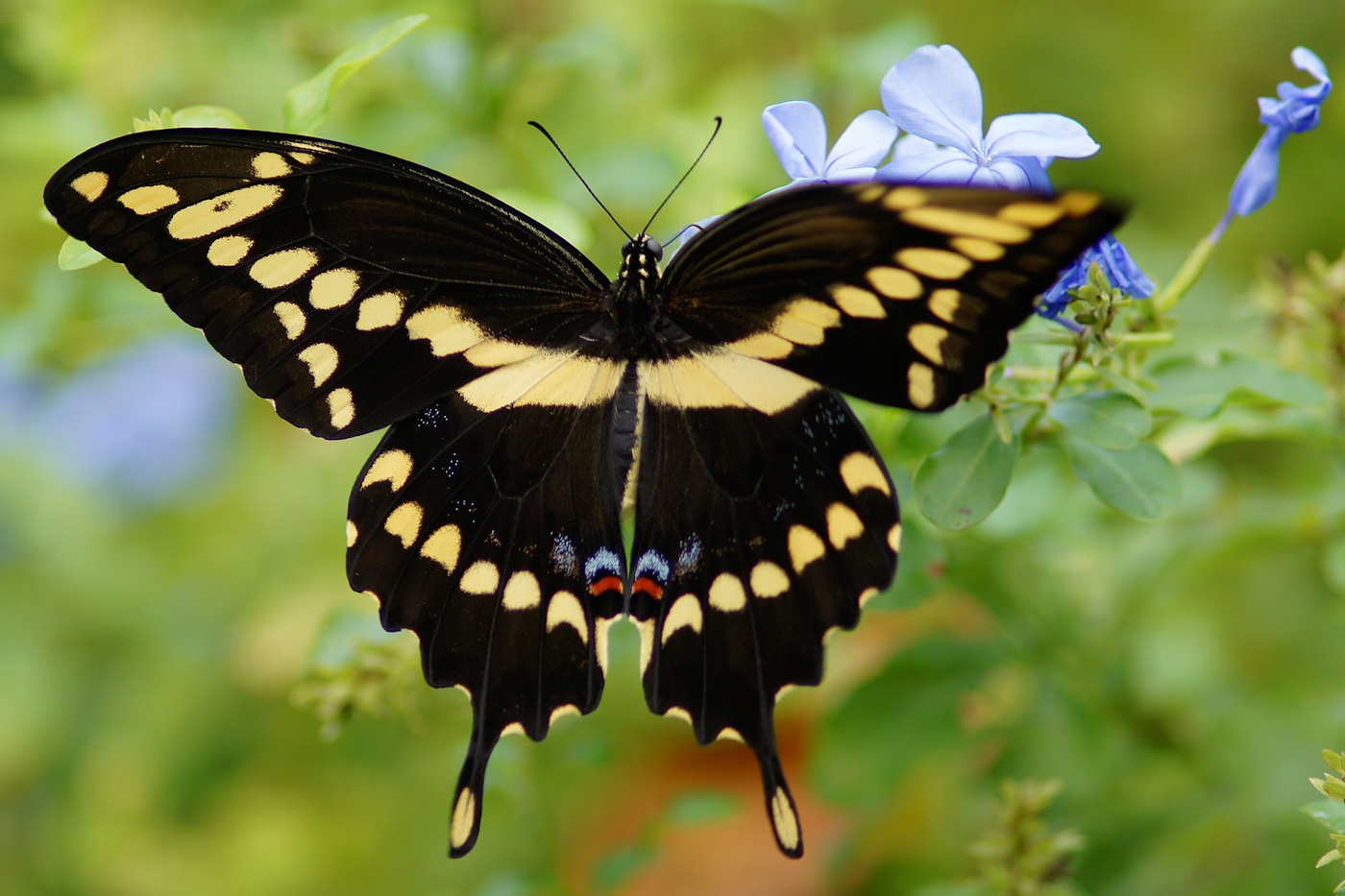 Black and yellow butterfly