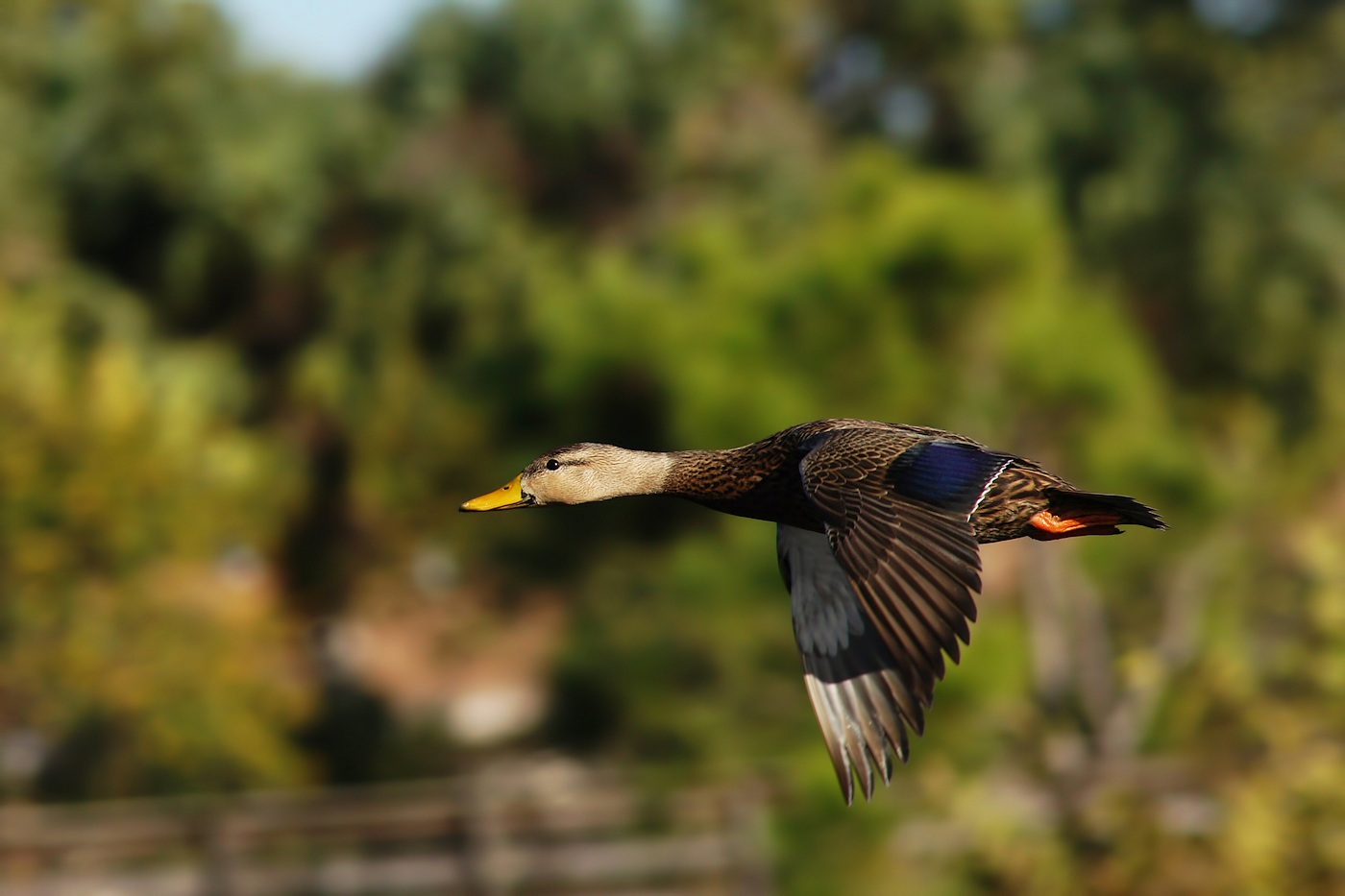 Mottled duck in flight